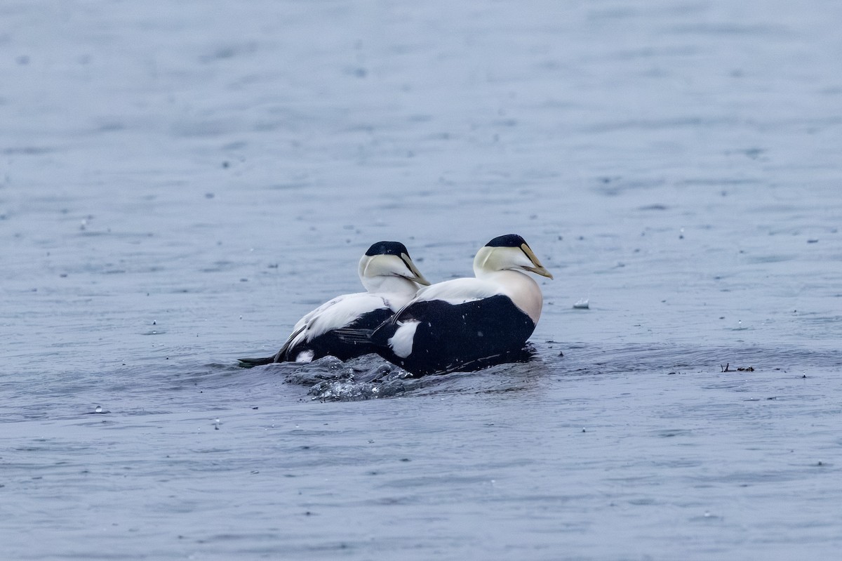 Common Eider - ML645665720