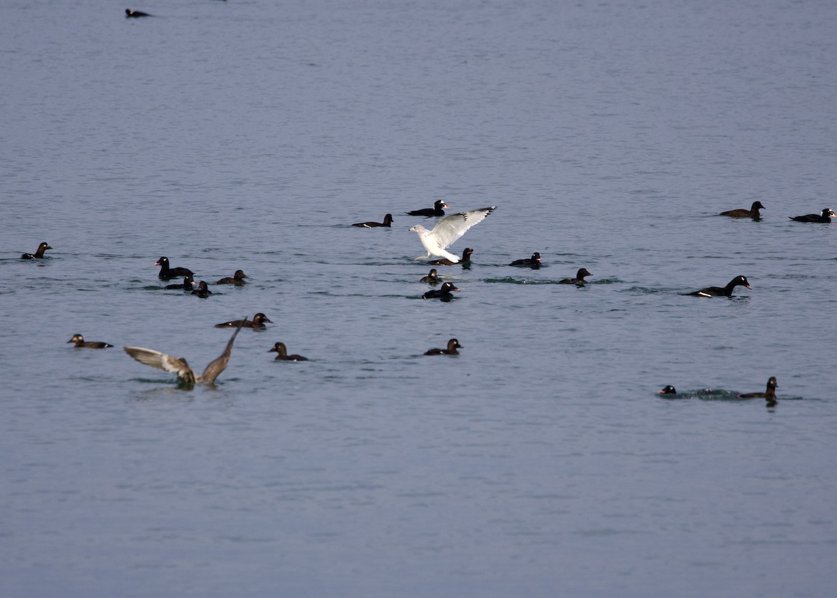 turpan kanadský - ML645665728