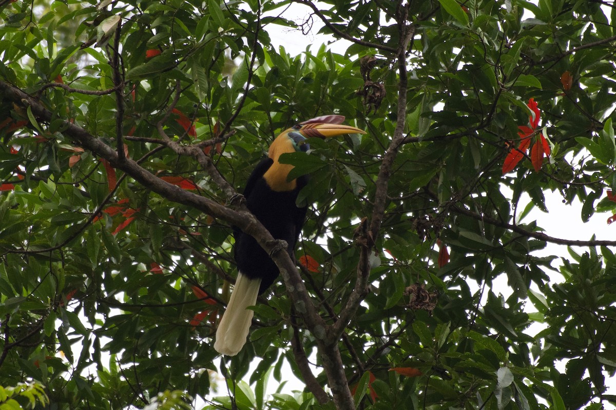 Knobbed Hornbill - ML645665730