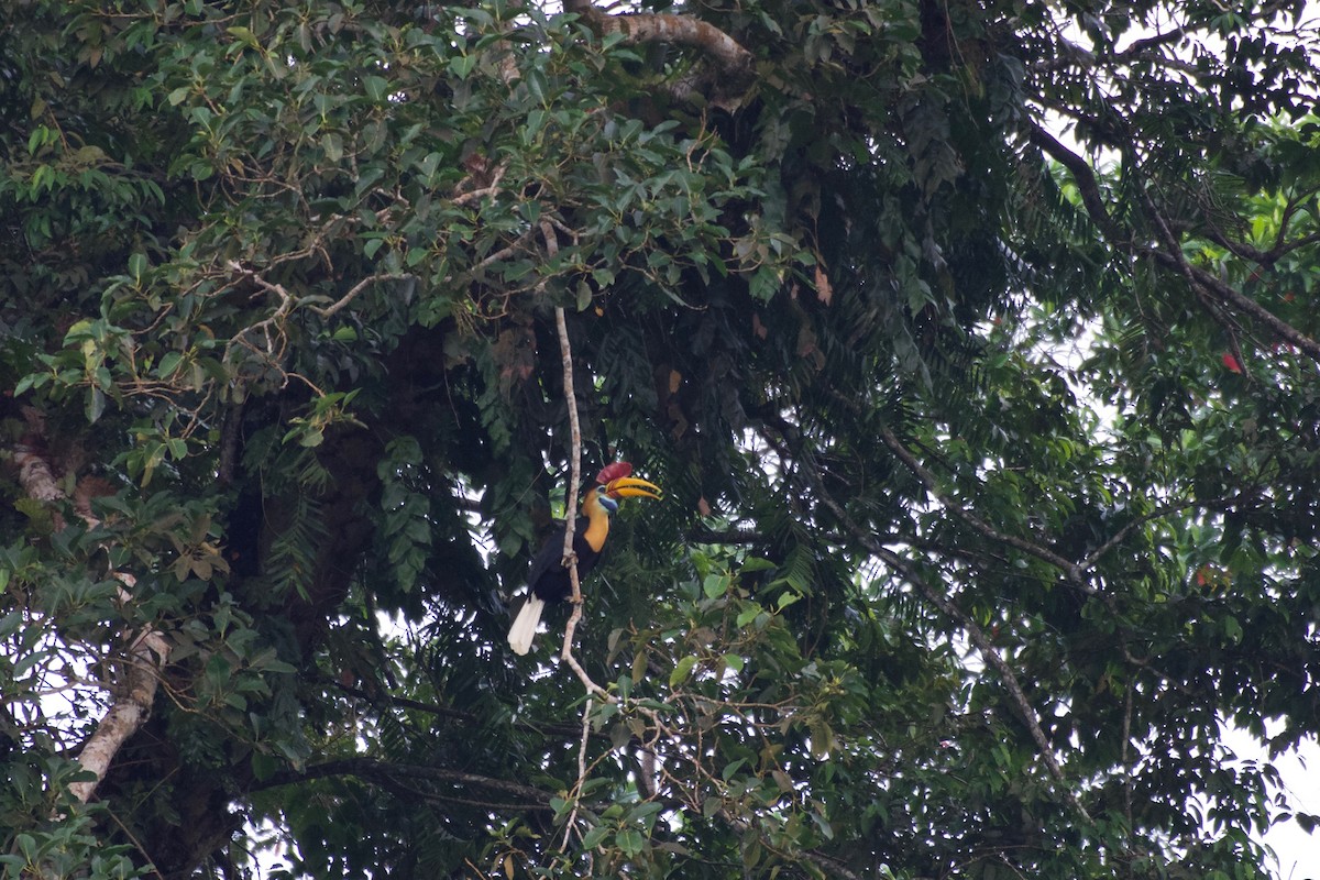 Knobbed Hornbill - ML645665731