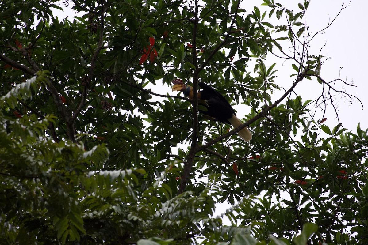 Knobbed Hornbill - ML645665732