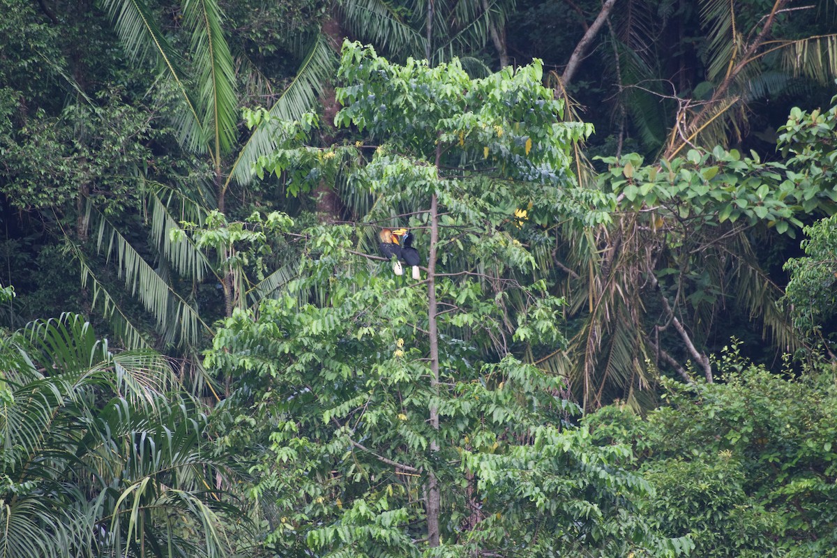 Knobbed Hornbill - ML645665733