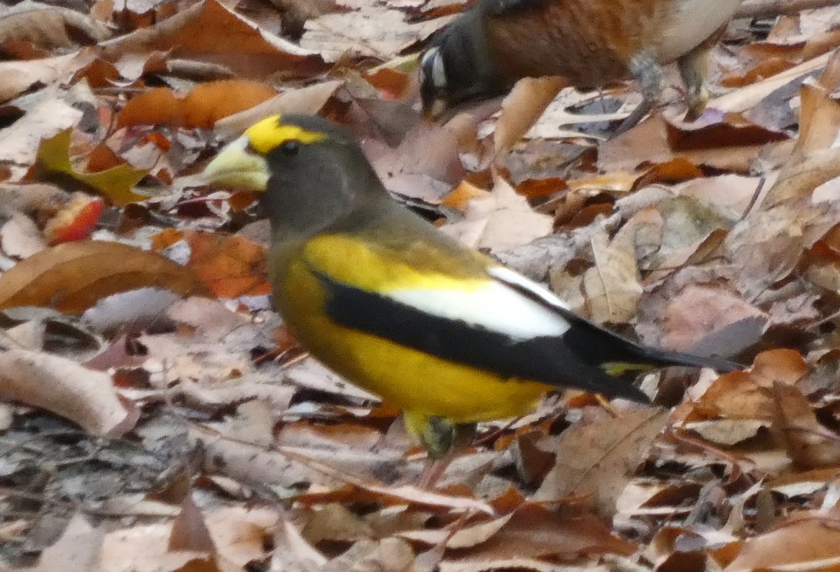 Evening Grosbeak - ML645665735
