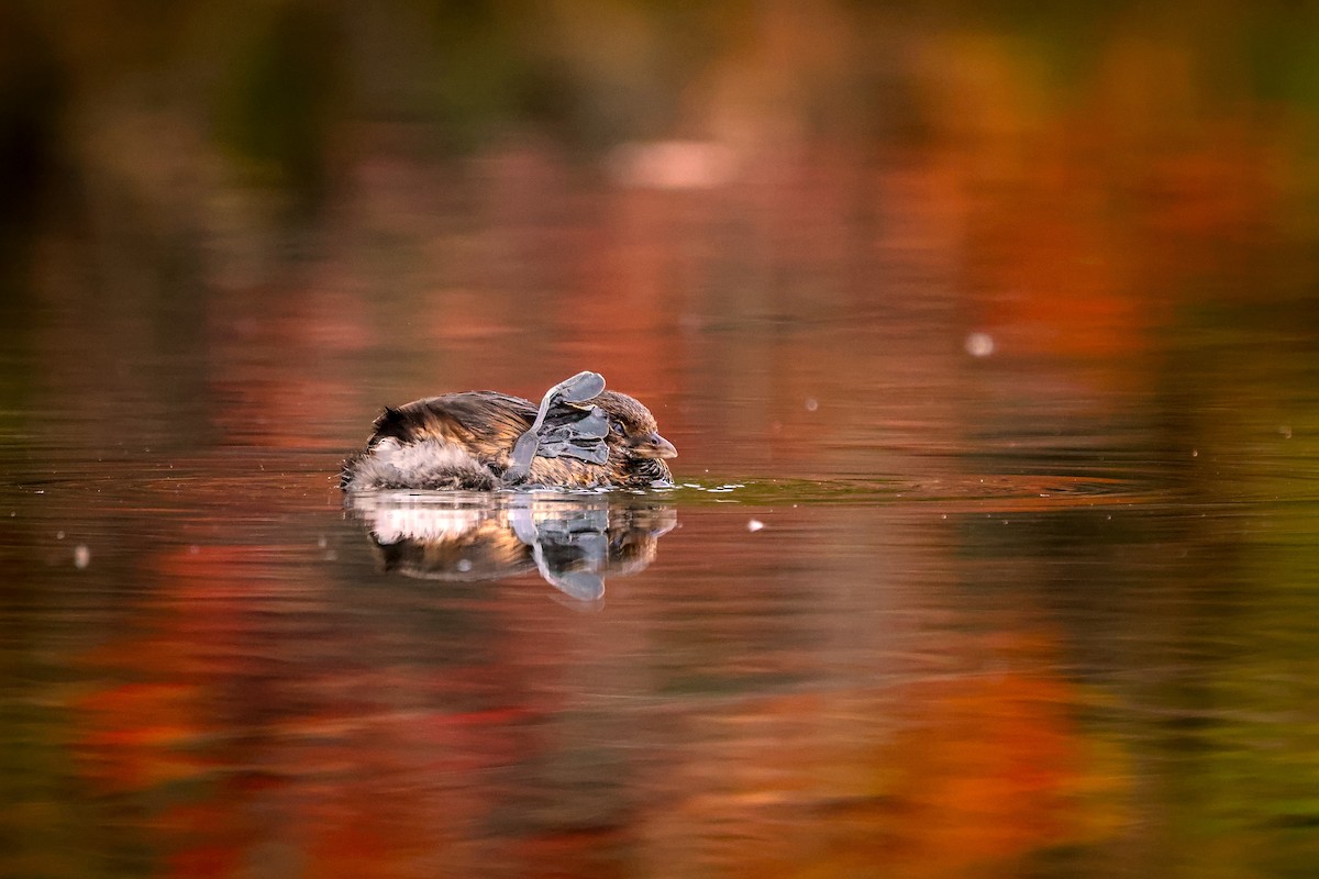 Pied-billed Grebe - ML645665743