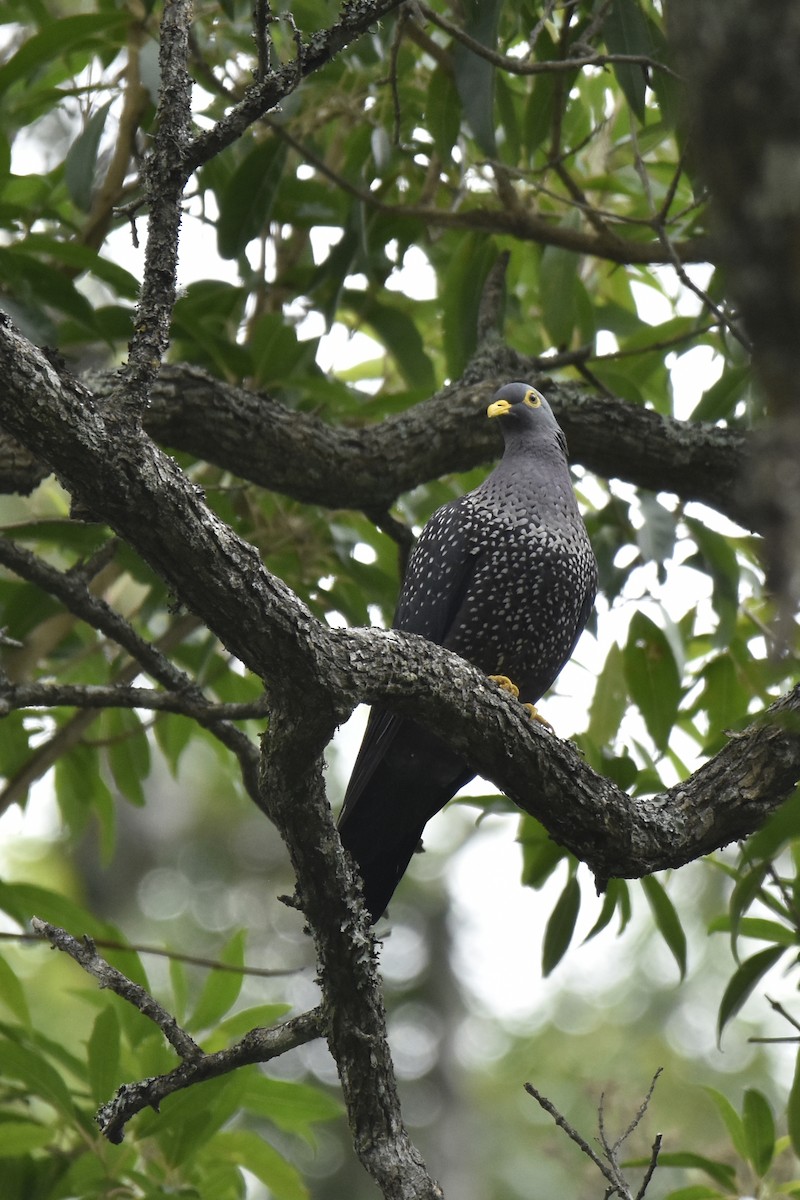 Rameron Pigeon - ML645665750