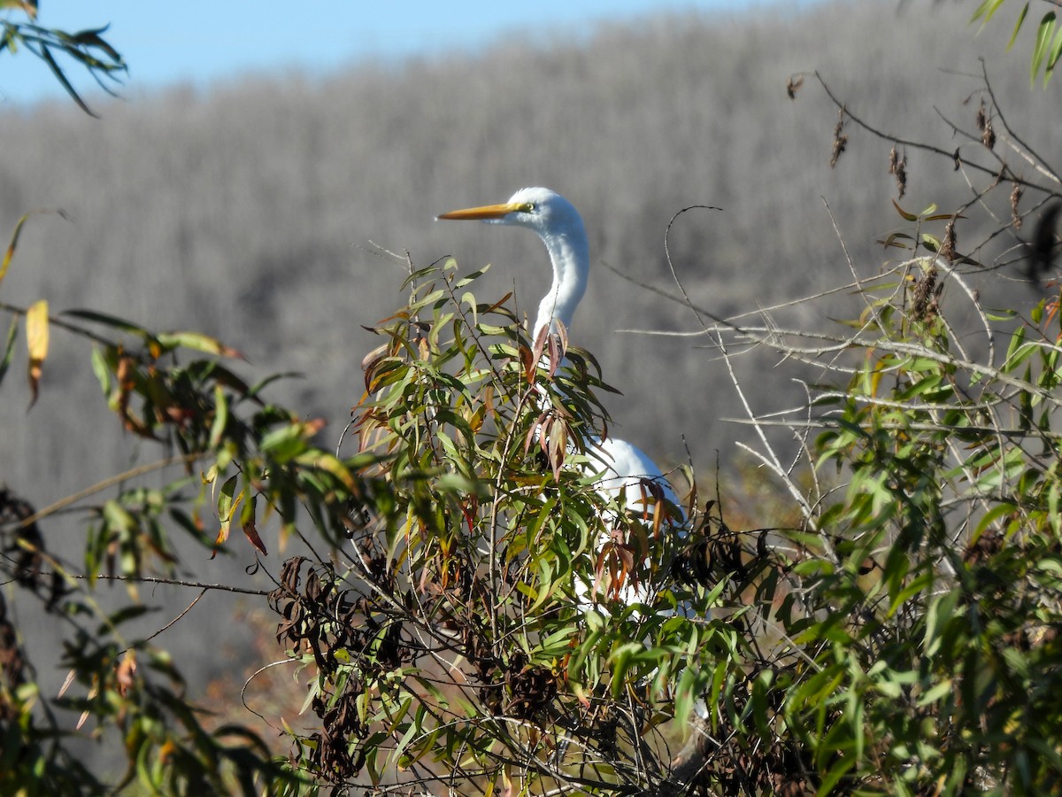 Great Egret - ML645665752