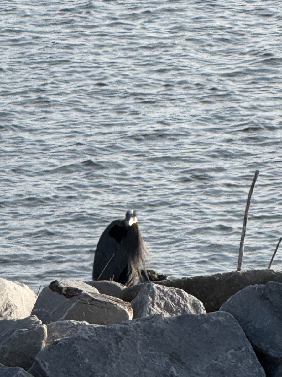 Great Blue Heron - ML645665756