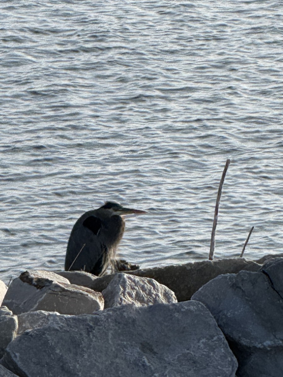 Great Blue Heron - ML645665757