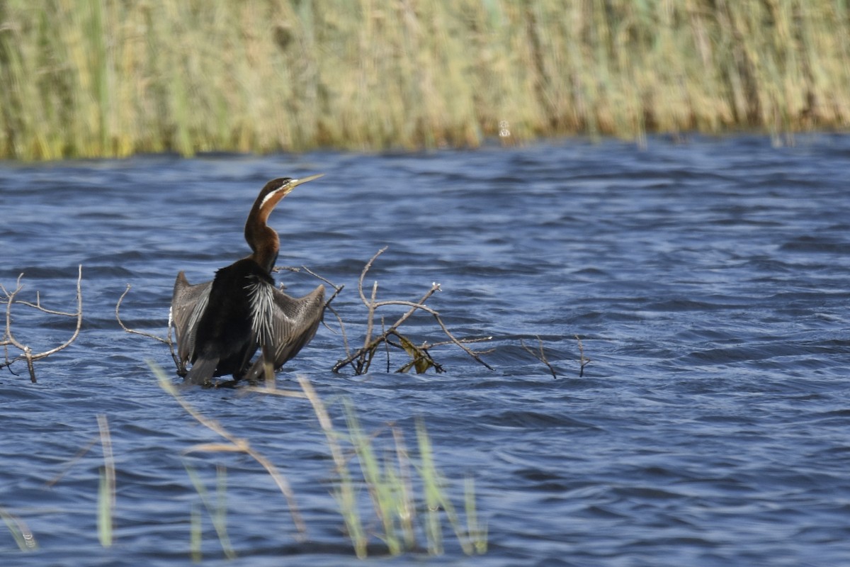 African Darter - ML645665769