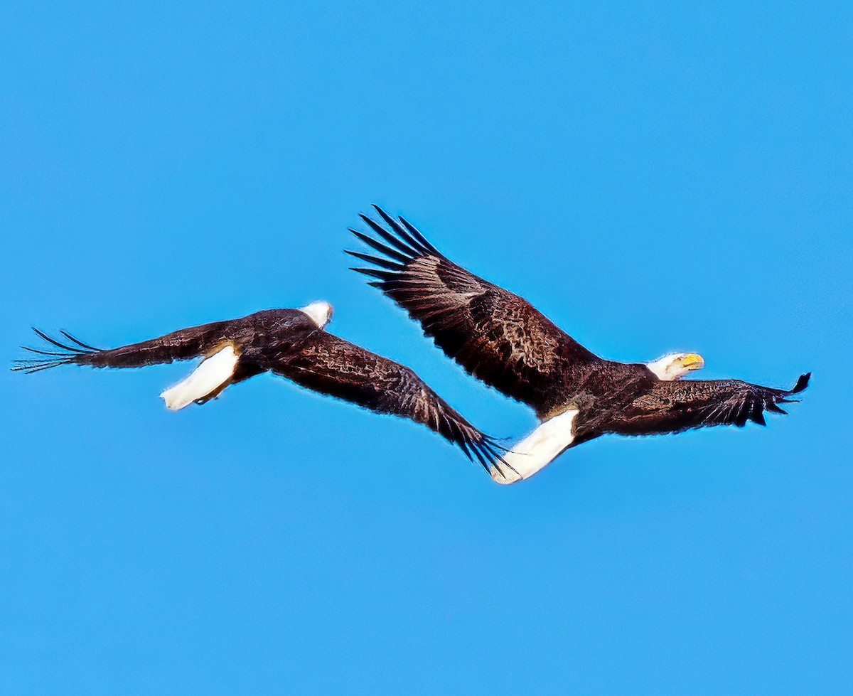 Bald Eagle - ML645665773