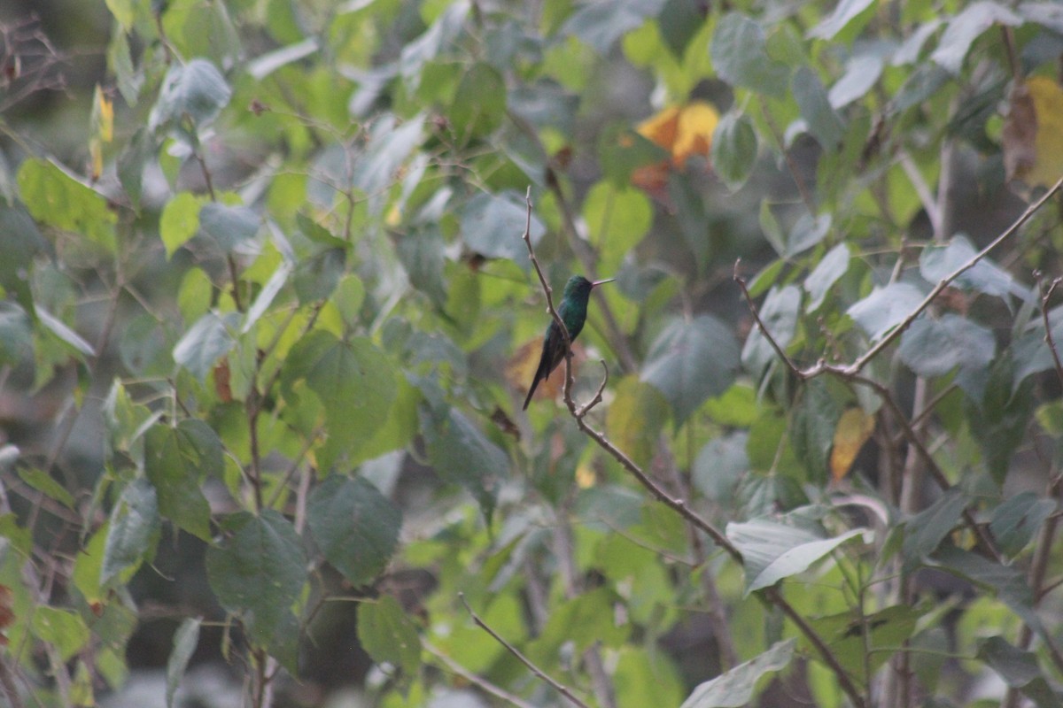 Golden-crowned Emerald - ML645665781