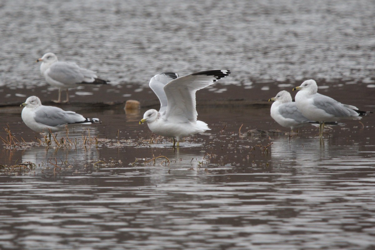 Ring-billed Gull - ML645665782