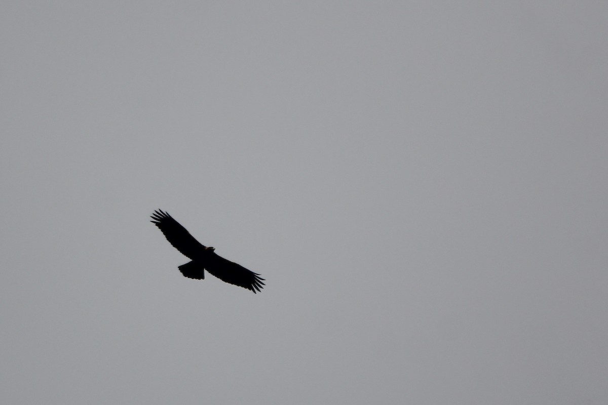 Golden Eagle - ML645665786