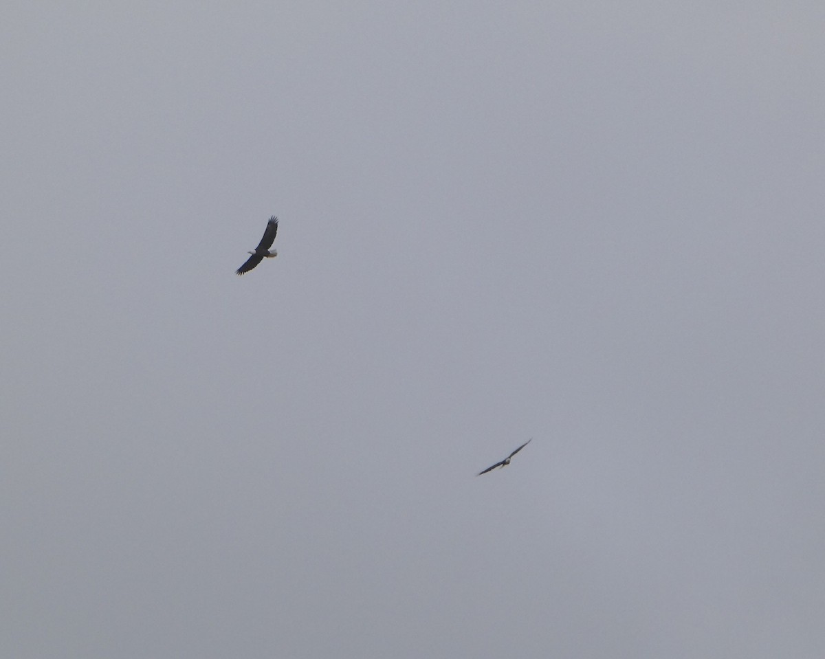 Bald Eagle - ML645665787