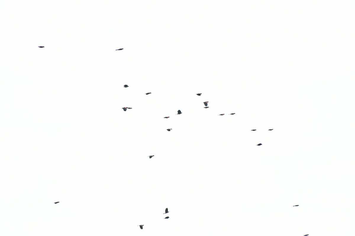 Red-winged Blackbird - ML645665788