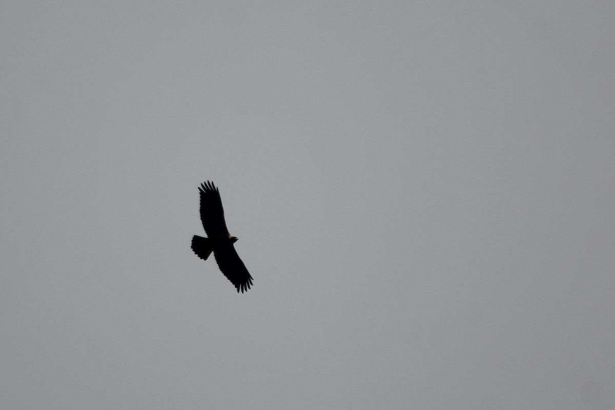 Golden Eagle - ML645665790