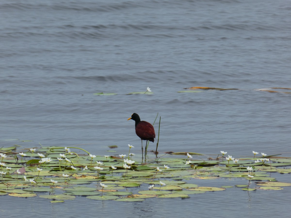 gulpannebladhøne - ML645665791