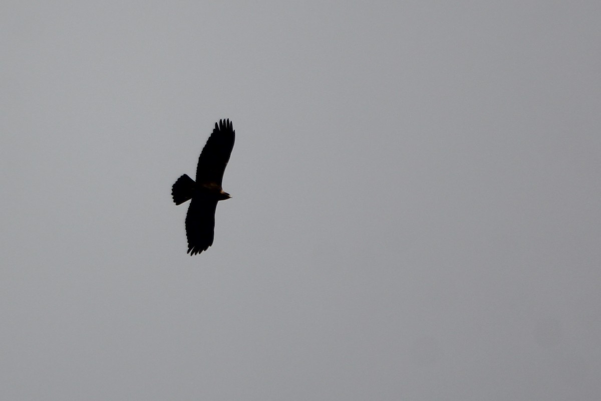 Golden Eagle - ML645665792