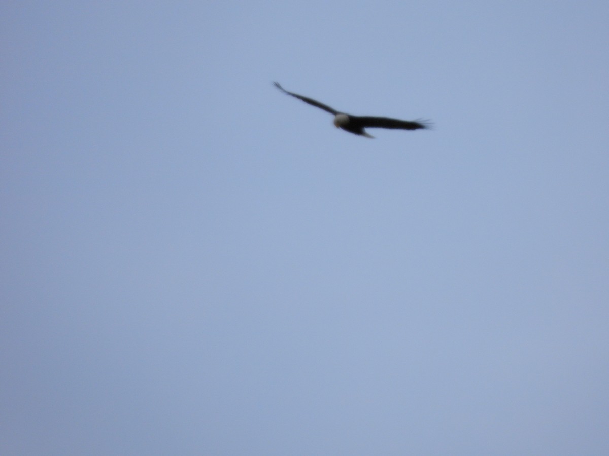 Bald Eagle - ML645665803