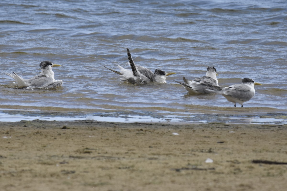Great Crested Tern - ML645665807
