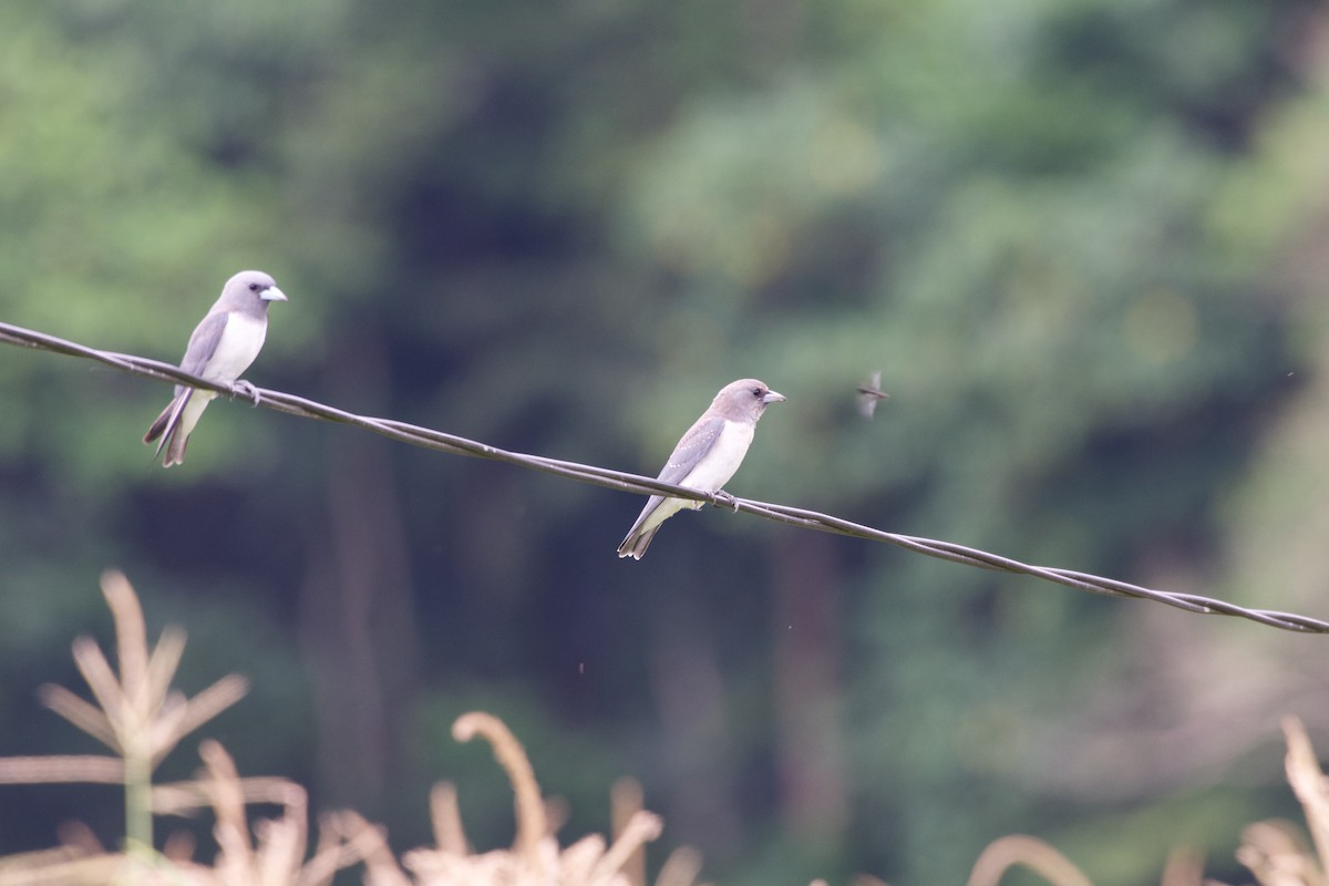 Ak Göğüslü Ormankırlangıcı - ML645665810