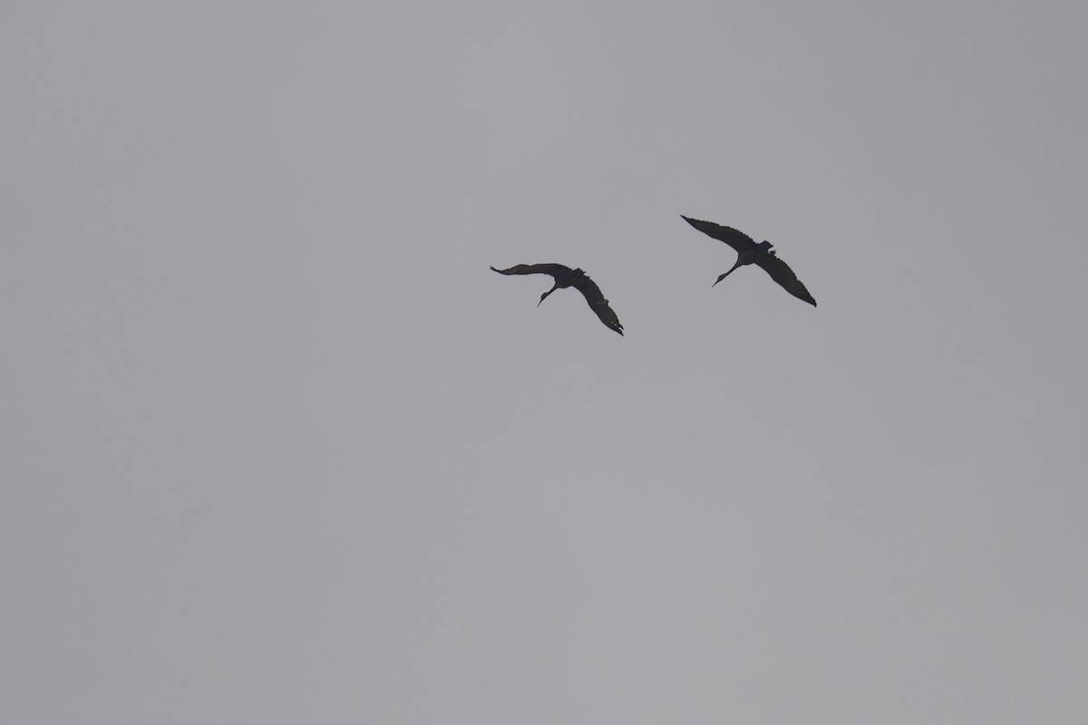 kanadatrane - ML645665814