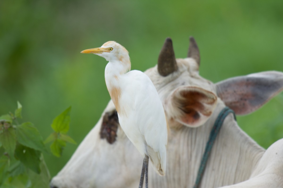 אנפית בקר מזרחית - ML645665821