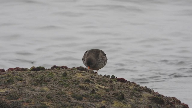 Purple Sandpiper - ML645665825