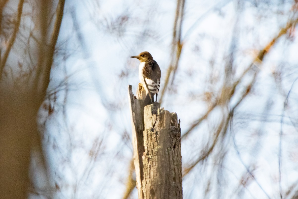 Red-headed Woodpecker - ML645665828
