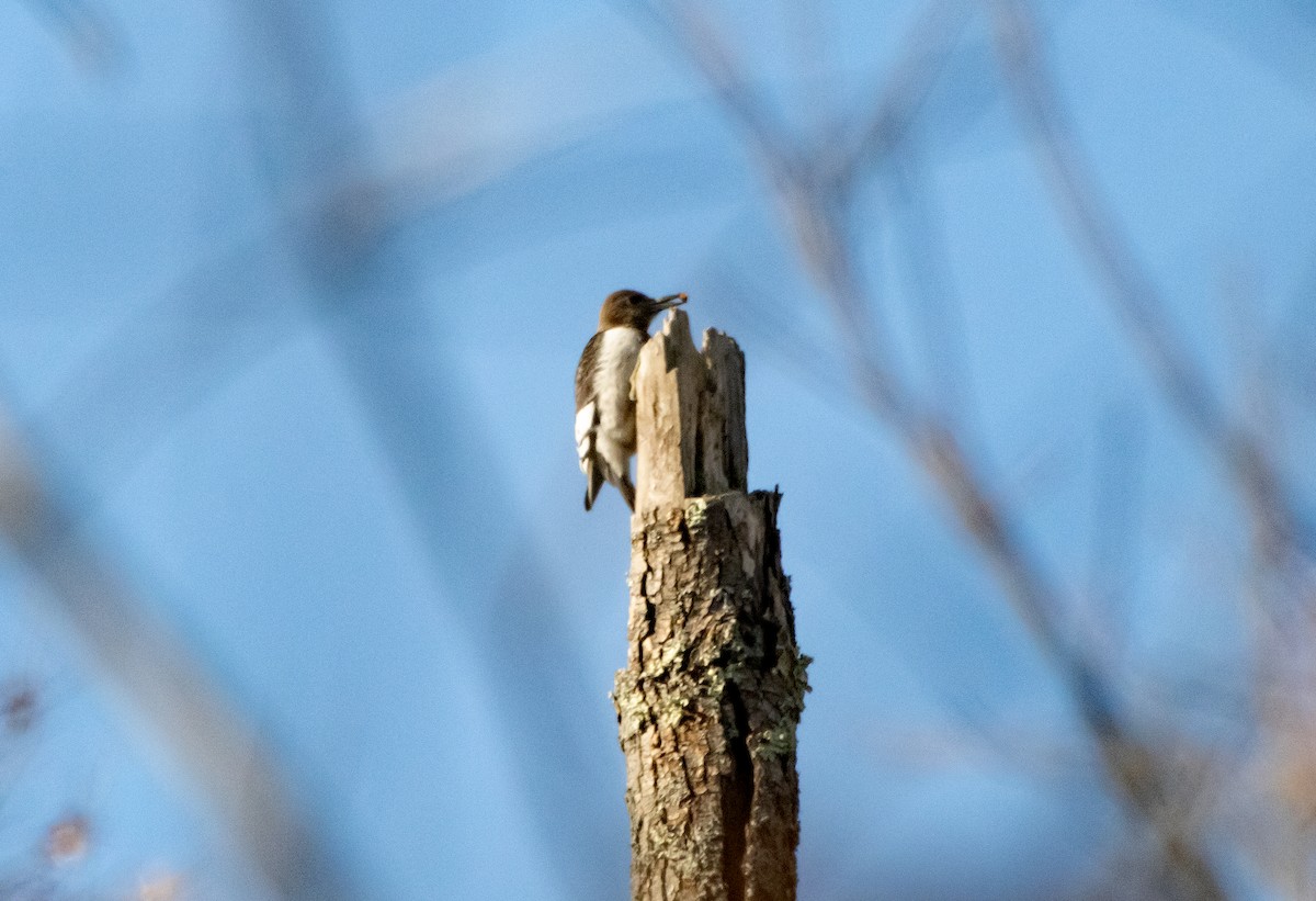 Red-headed Woodpecker - ML645665829