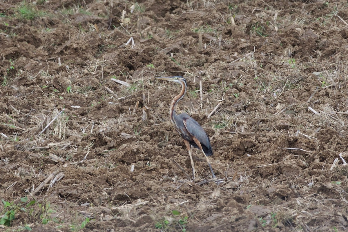 אנפה ארגמנית - ML645665831