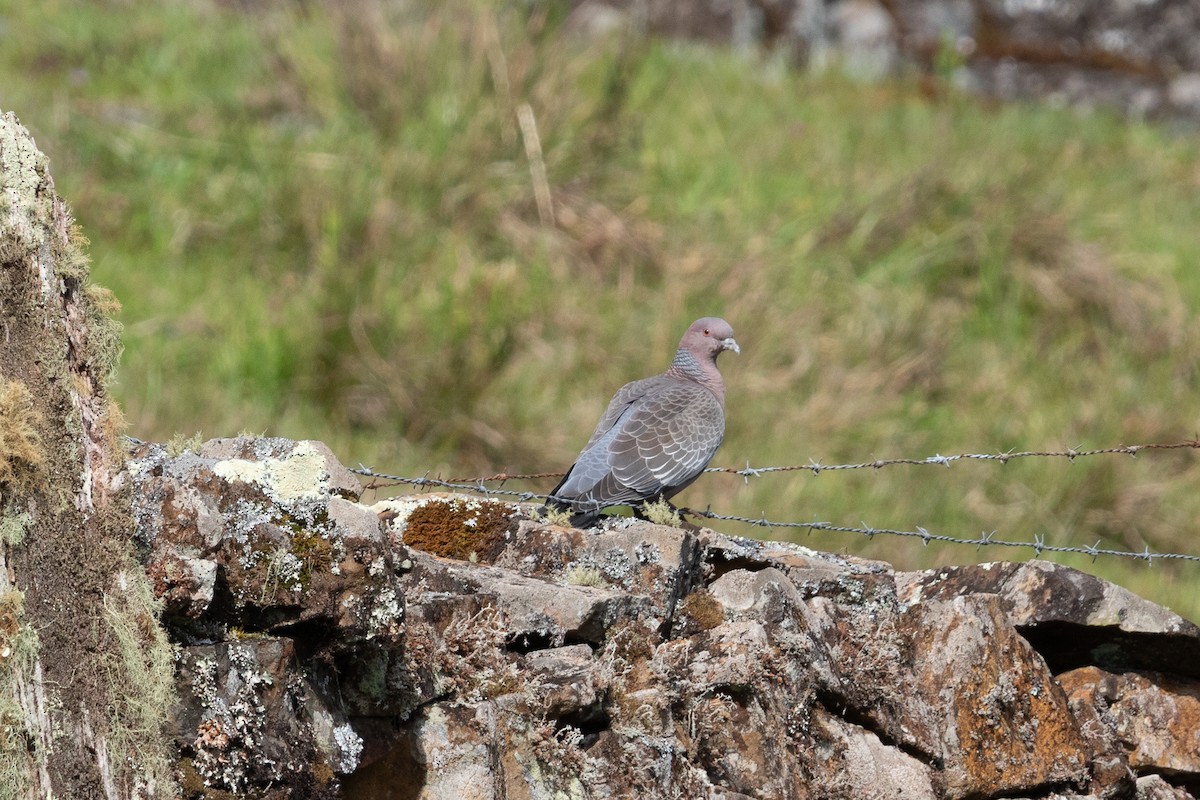 Paloma Picazuró - ML645665832