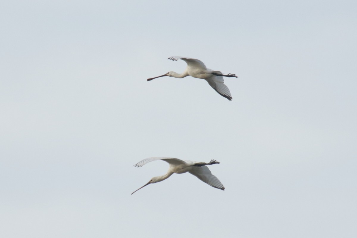 Eurasian Spoonbill - ML645665833