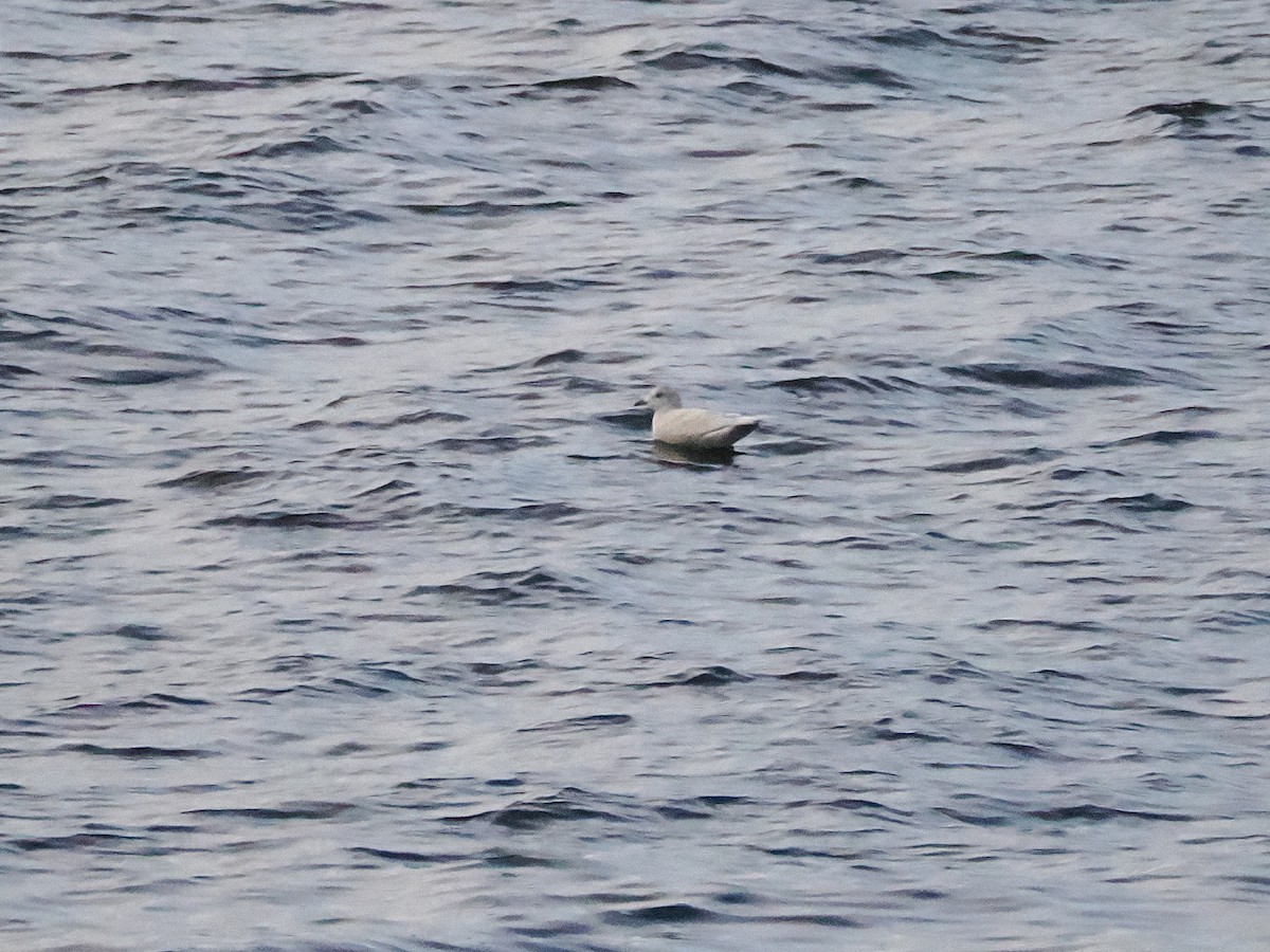 Iceland Gull - ML645665840