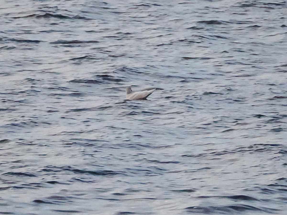Iceland Gull - ML645665842