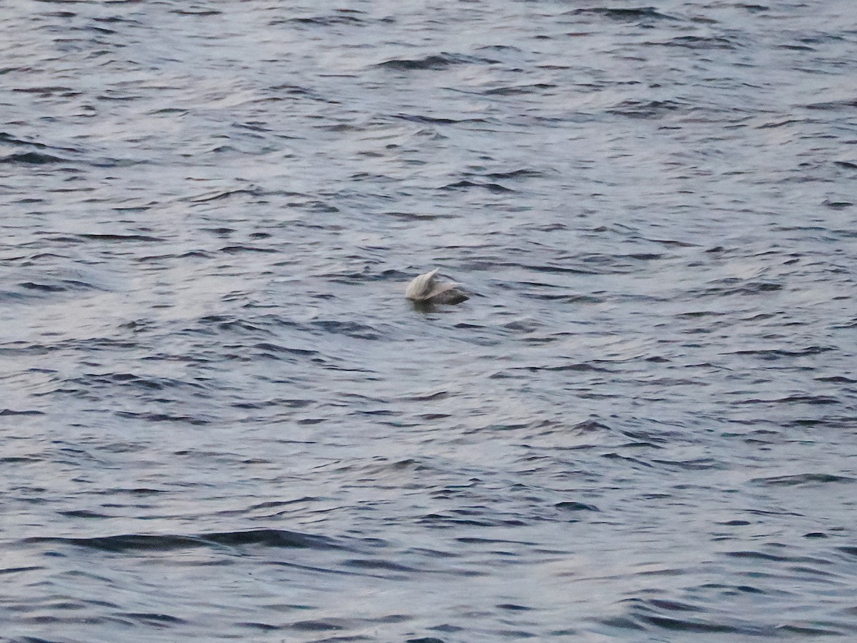 Iceland Gull - ML645665843