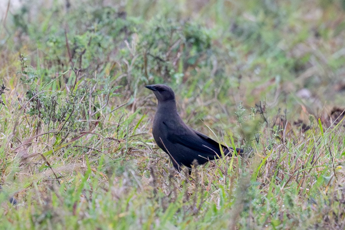 purpurhodetrupial - ML645665846