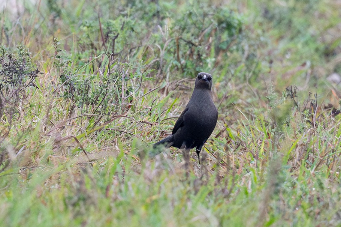 purpurhodetrupial - ML645665847