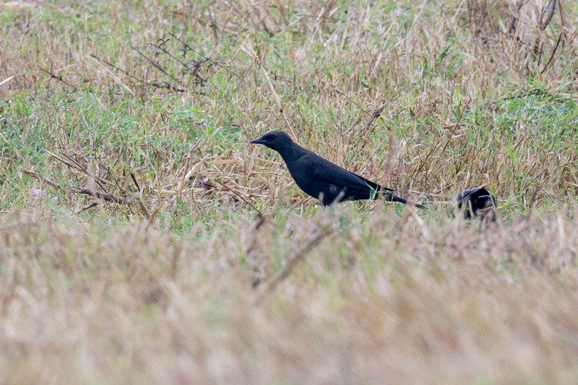 purpurhodetrupial - ML645665848