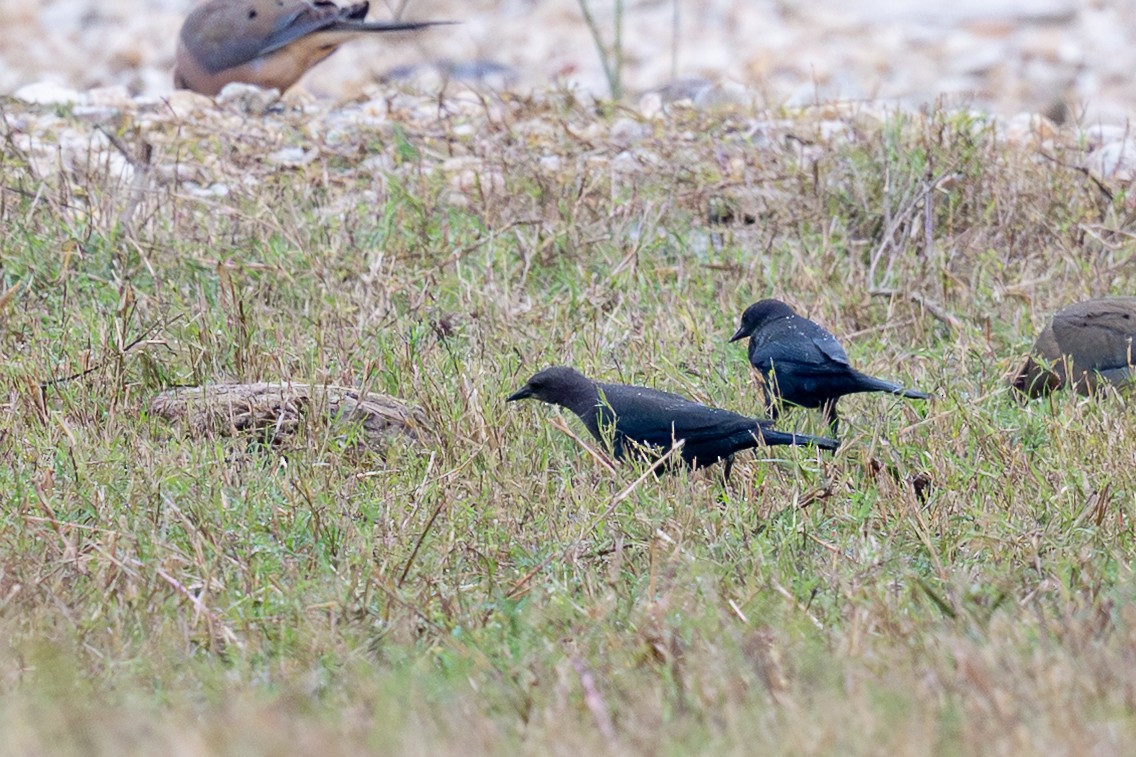 purpurhodetrupial - ML645665849