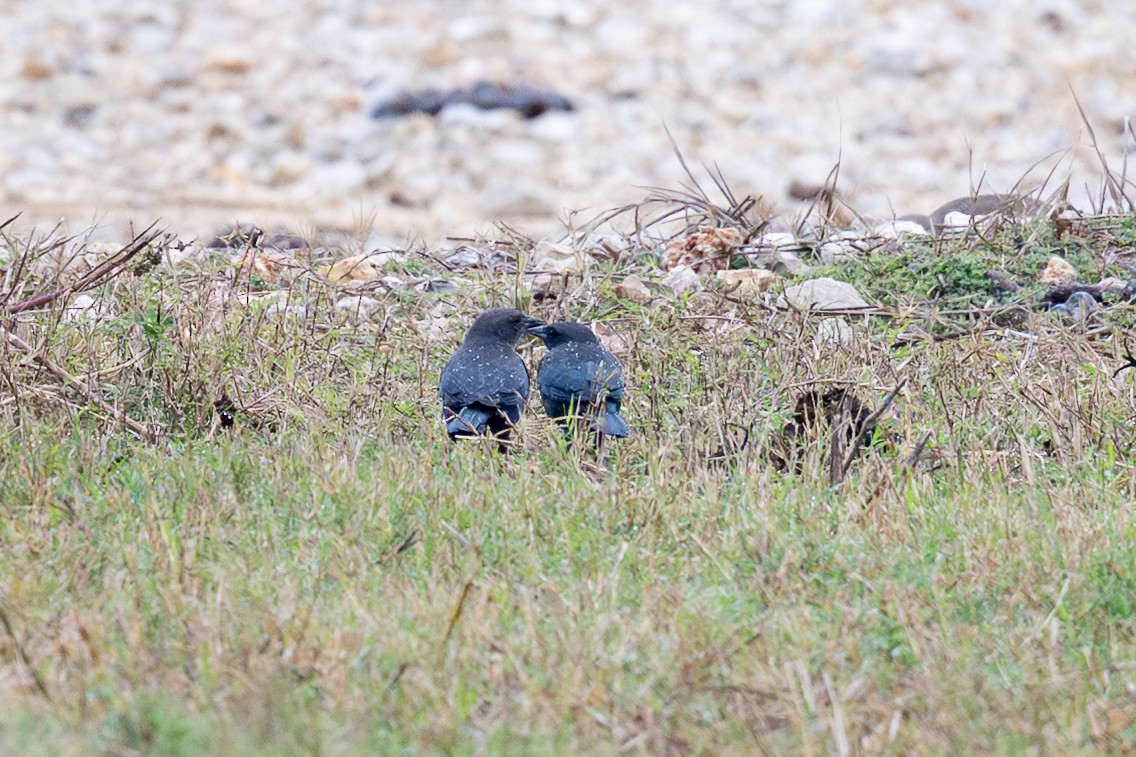 purpurhodetrupial - ML645665850