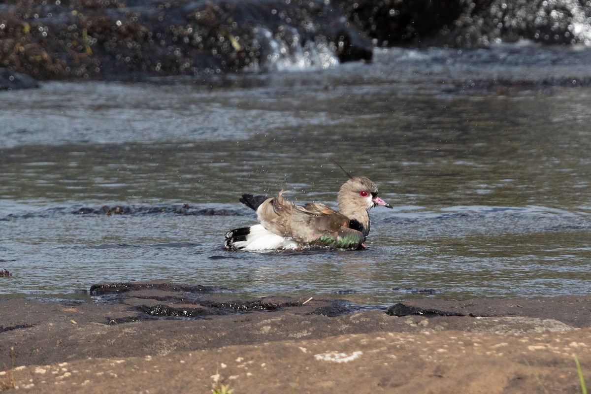 Southern Lapwing - ML645665859