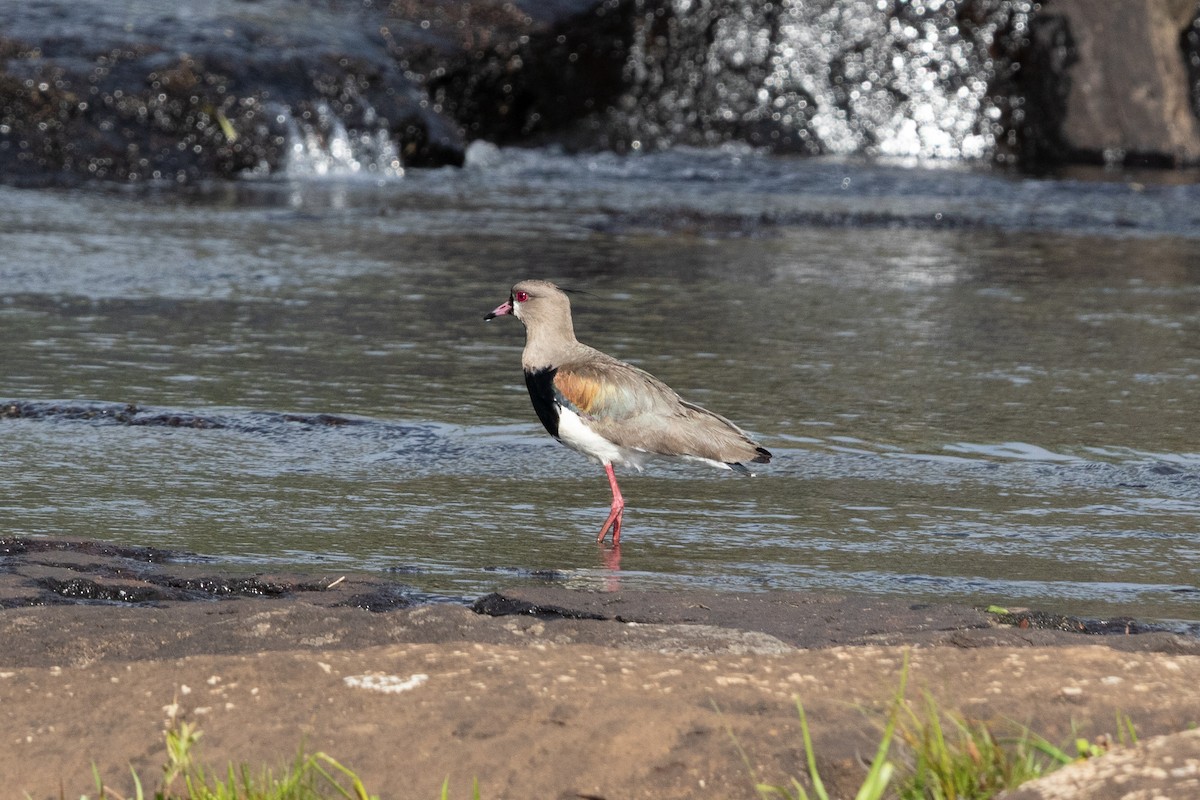 Southern Lapwing - ML645665860