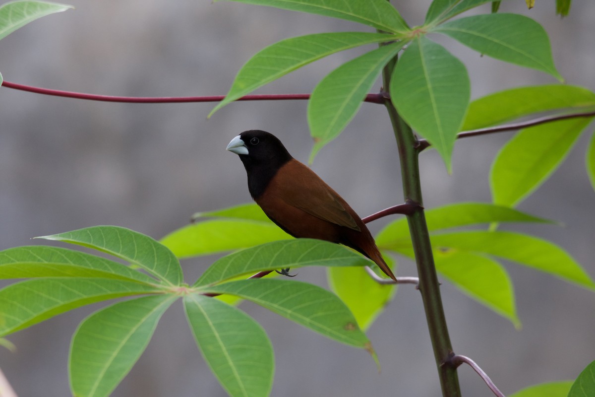 Chestnut Munia - ML645665862