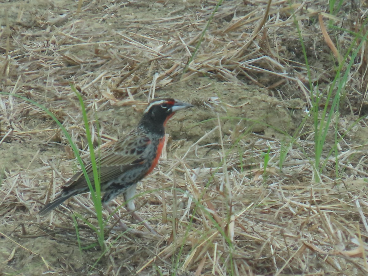 Sturnelle du Pérou - ML645665863