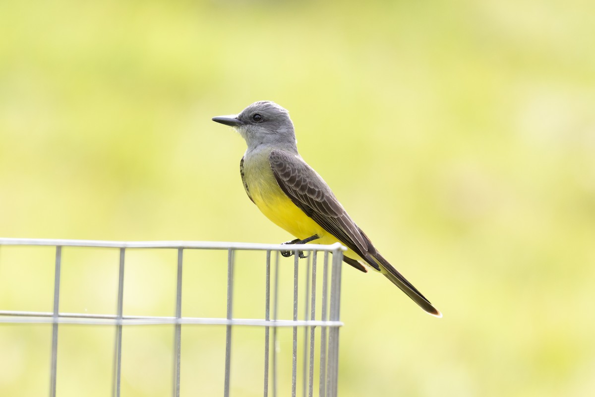 Tropical Kingbird - ML645665864