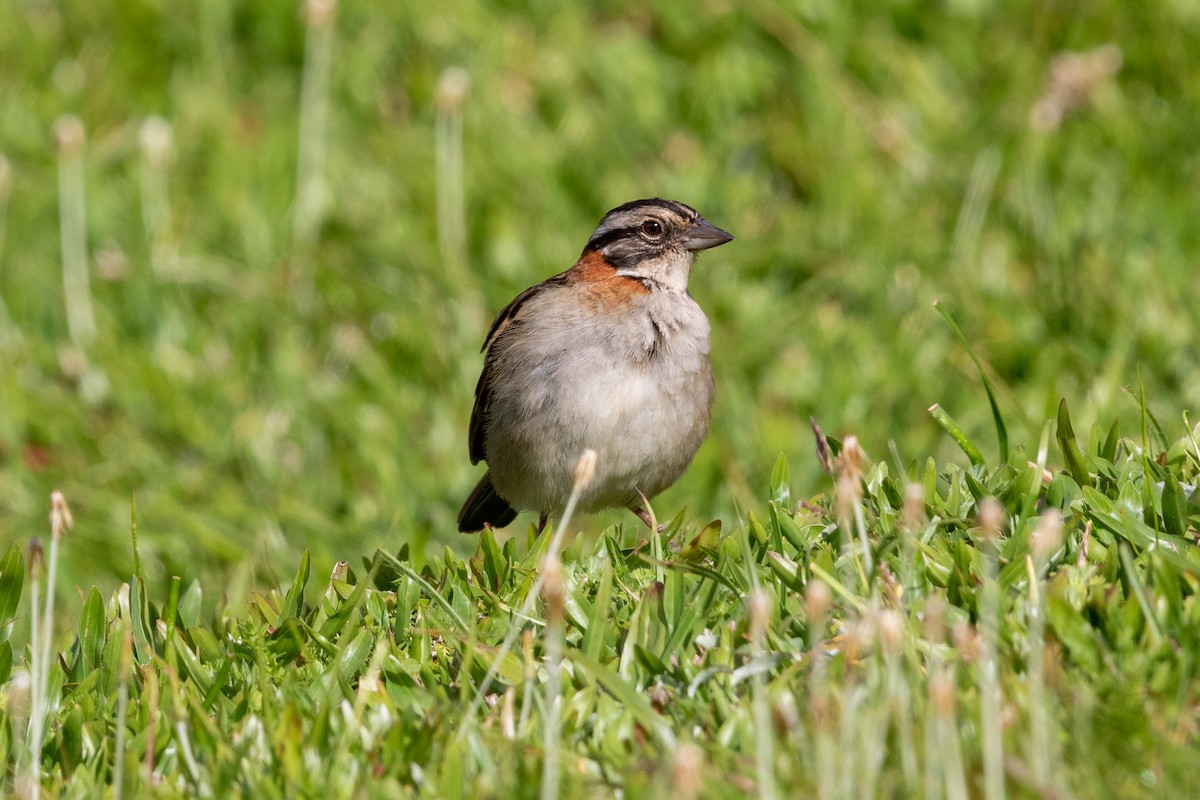 Rufous-collared Sparrow - ML645665866