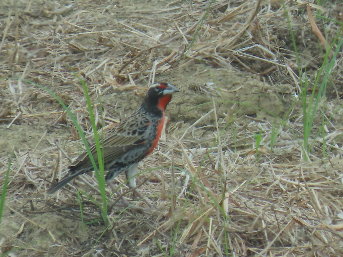 Sturnelle du Pérou - ML645665868