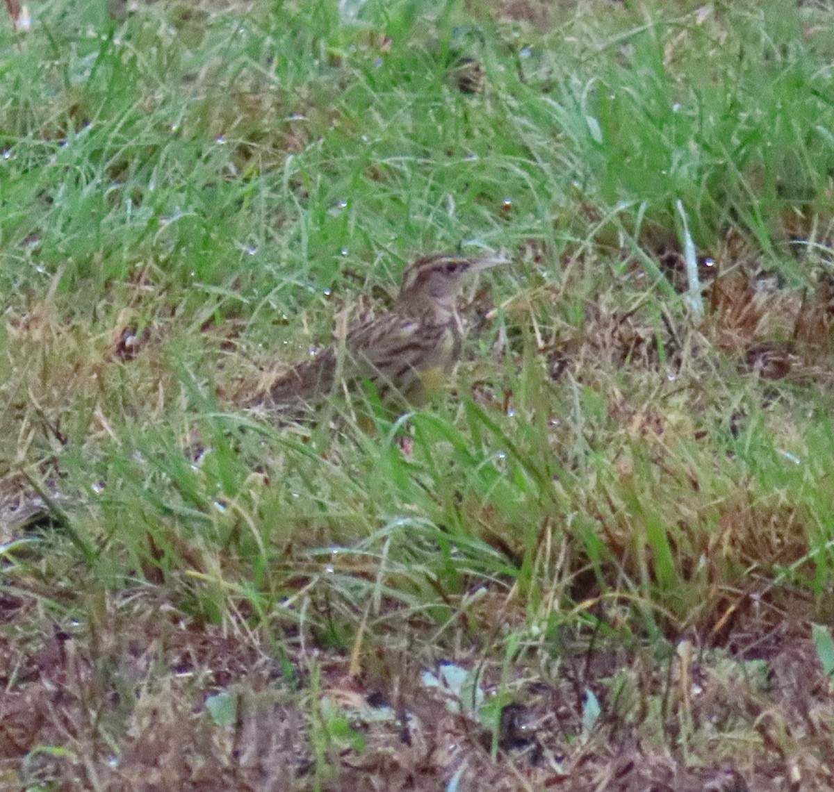 englerketrupial - ML645665870