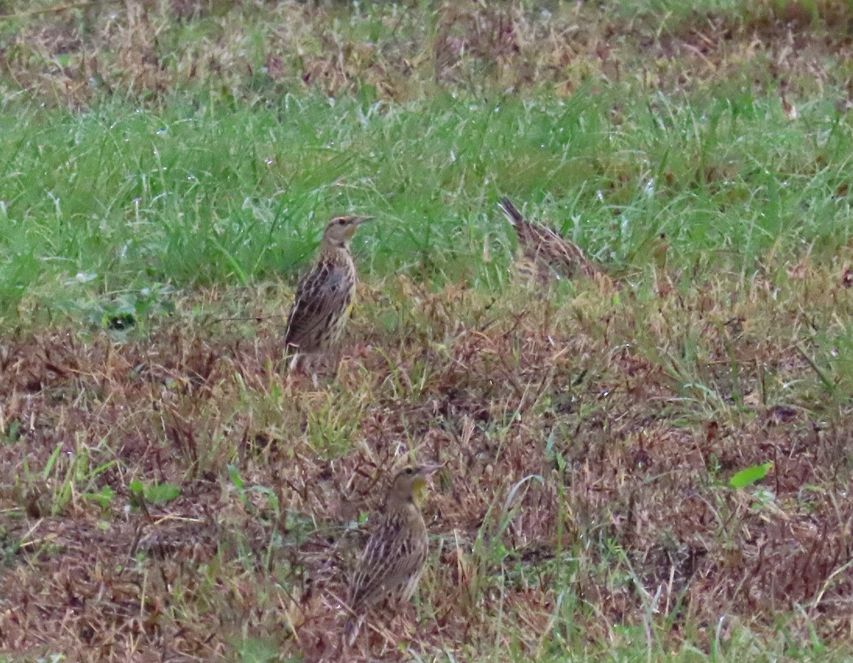 englerketrupial - ML645665871